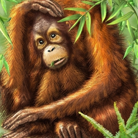 Orang utan Orang utan
