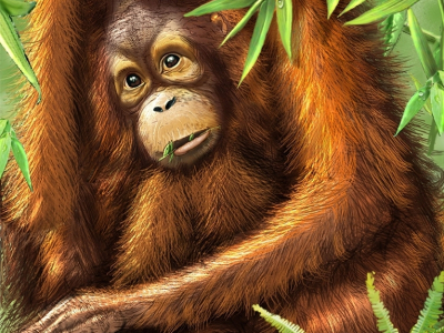 Orang utan